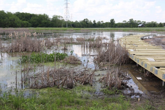 Wetlands at Taylor Farm Park in New Albany on May 21, where Rebecca Eldemire, who was killed in 2015, will plant a memorial grove in her memory. Eldemire used to go to these wetlands as a child and watch wild animals.