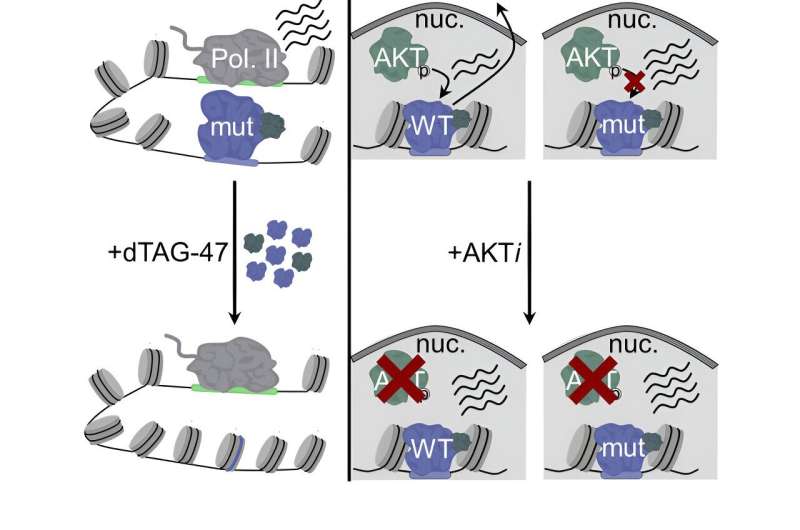 Q&A: Understanding protein mutations that affect gene expression to drive cancer progression