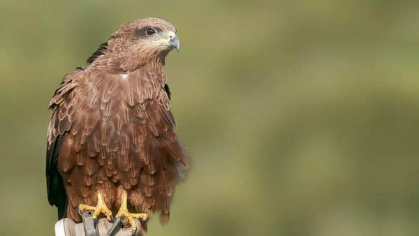 This Australian bird that sets the great forests on fire is a real phoenix  - Times of India