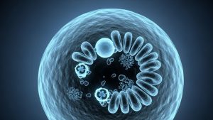 Autophagy is a key benefit of the Intermittent Fasting 16/8 schedule.