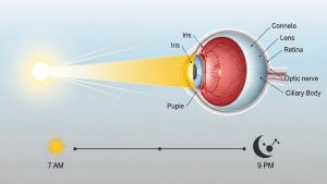 Morning sunlight is the first step in learning how to fix your sleep schedule.