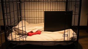 Proper crate sizing is the foundation of learning how to potty train a puppy fast.