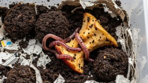 Vermicomposting is a popular method for those learning how to start composting in an apartment.