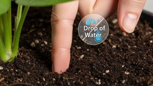 Using the finger test is the most effective method when learning how to stop killing your indoor plants.