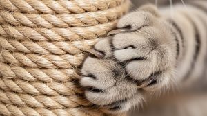Selecting the right material, like sisal, is crucial when figuring out how to stop cats from scratching furniture.