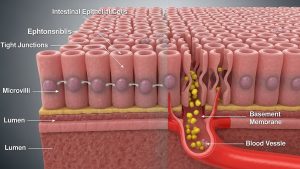 Visualizing intestinal permeability helps explain the importance of gut health for beginners.