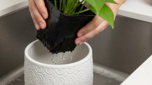 Ensuring proper drainage is a technical necessity to stop killing your indoor plants.